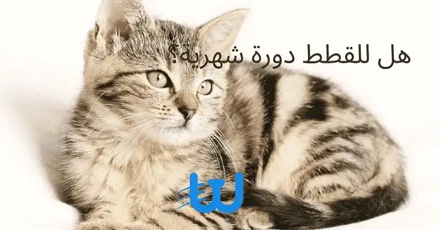 الدورة الشهرية عند القطط