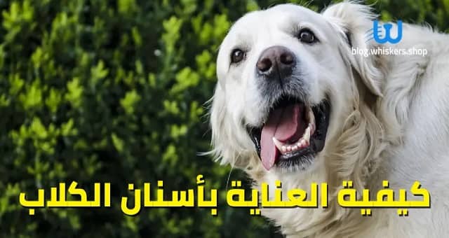 كيفية العناية بأسنان الكلاب