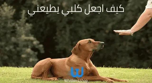 كيف تعلم كلبك أن يطيعك