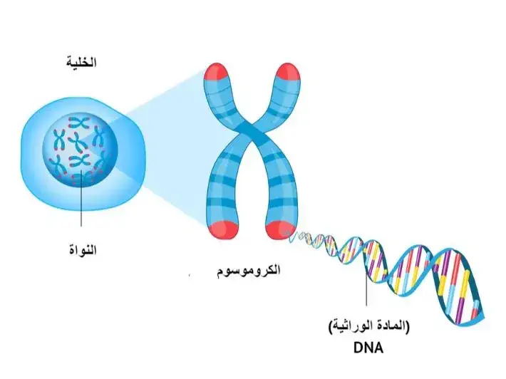 كم عدد الكروموسومات في الحيوانات