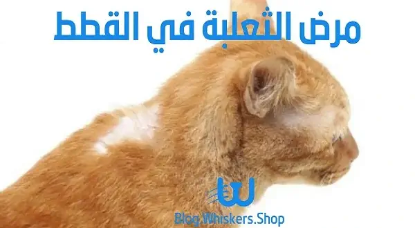 أسباب الثعلبة عند القطط