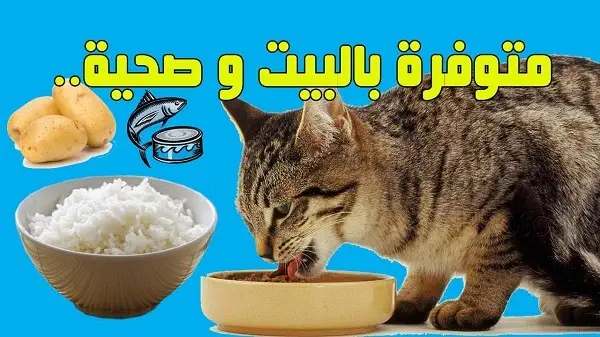 أفضل طعام للقطط