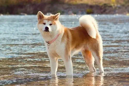 أكيتا إنو (Akita Inu)