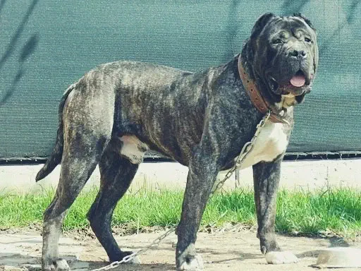 بريسا كاناريو (Presa Canario)