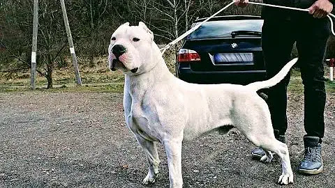 دوجو أرجنتينو (Dogo Argentino)