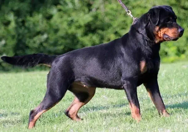 روت وايلر (Rottweiler)