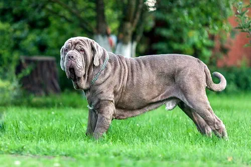 Mastiff