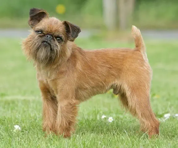 Brussels Griffon