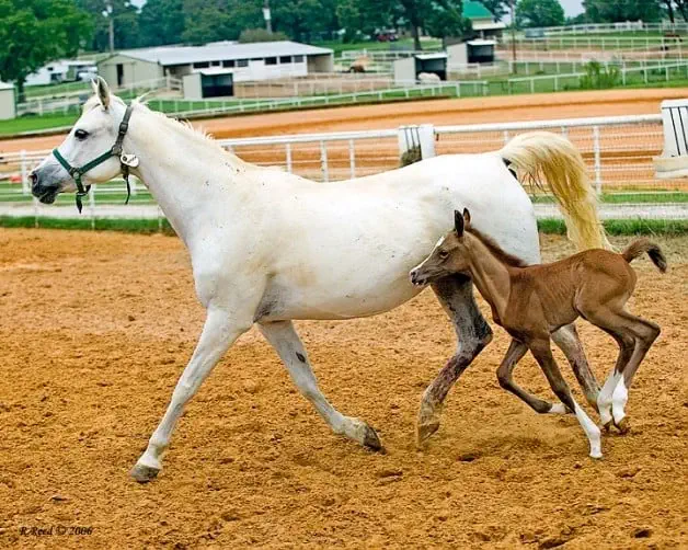 التكاثر عند الخيل