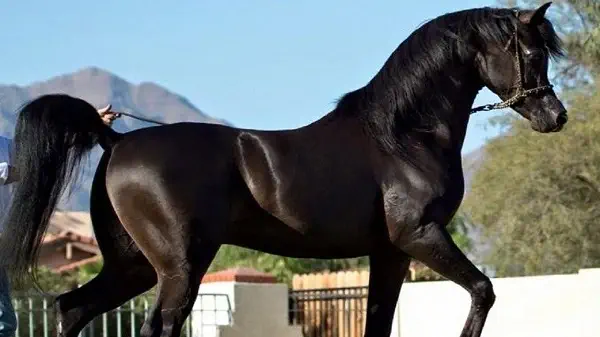 الخيل العربي الأصيل