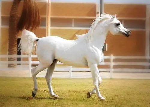 الخيل العربي الأصيل