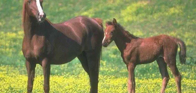 التكاثر عند الخيل