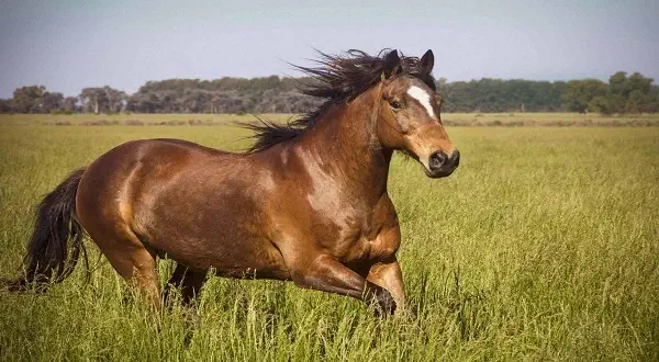 طرق تغذية الخيل