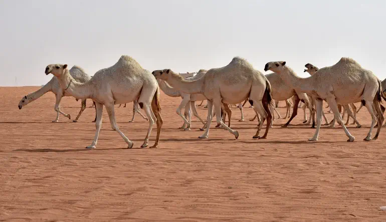 الجمل في الصحراء