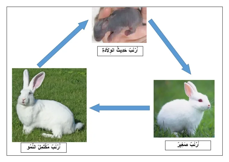 دورة حياة الأرنب