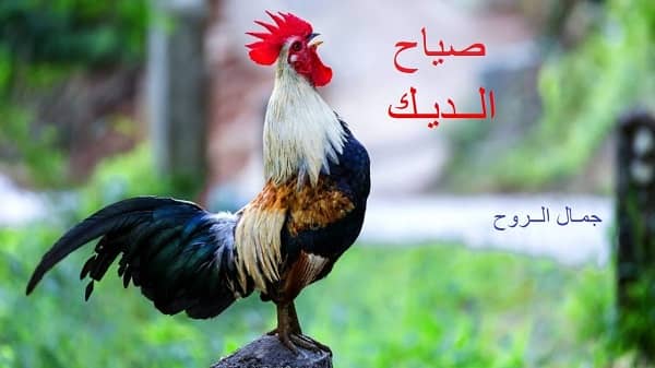 صياح الديك